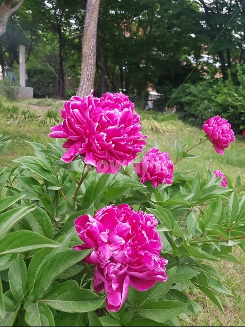 plant,식물,flower,peony,모란,blossom,꽃,geranium