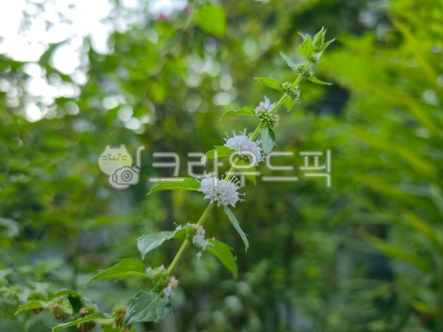 Peppermint,watermint,spearmint,herb,perennial plant,asexual reproduction,menthol,hesperidin,spice