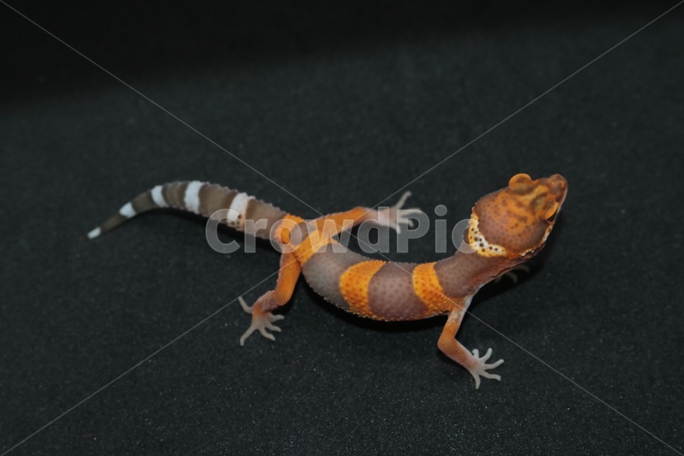 파충류,레오파드게코,leopard,도마뱀,lizard,동물,leopardgecko,동물,animal,파충류,양서류,reptile,amphibian