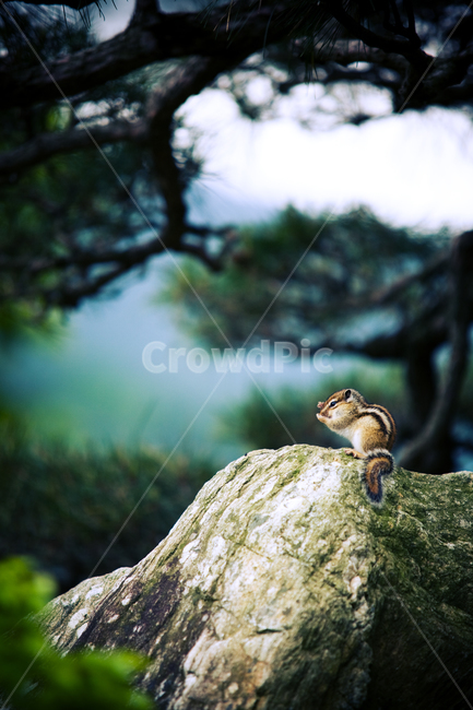 다람쥐,squirrel,귀여운,산속다람쥐,동물,동물,animal,포유류,mammal