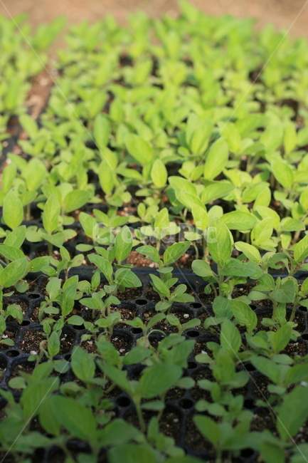 plant,식물,leaf,잎,싹,고추모종,seedling,모종,감자모종,파종기,파종