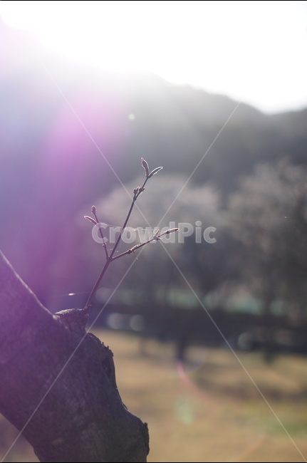 석양,나무,노을,맑음,강렬함,봄,식물,자연,plants,nature,휴식,힐링,rest,relaxation,healing
