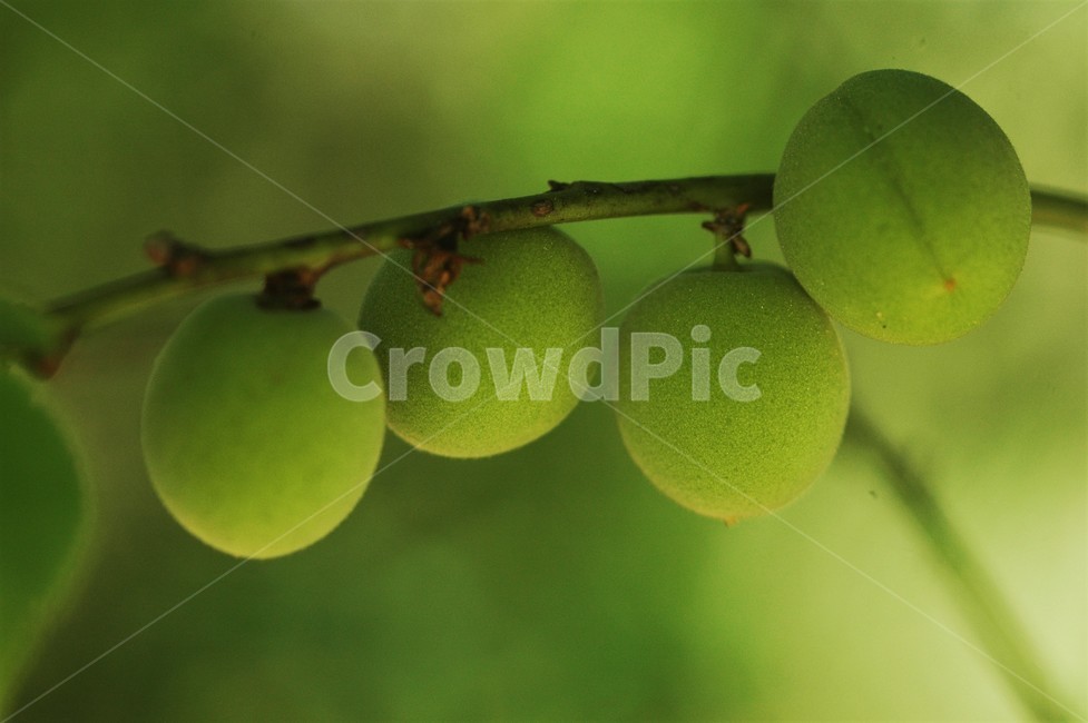 plum,Cherry tree,Rosaceae,plum tree,Cheongmae