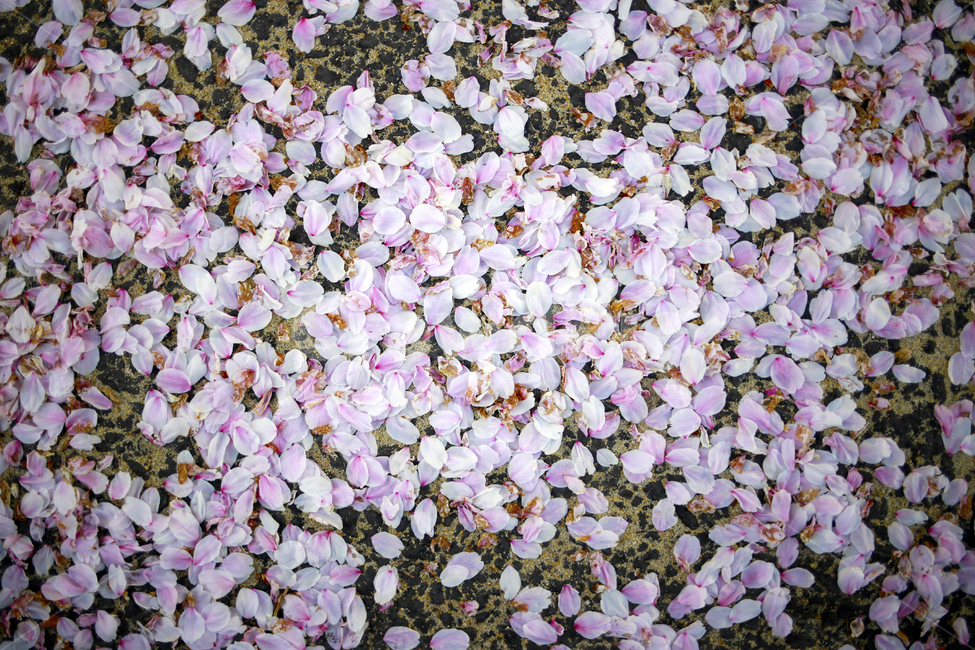 꽃잎,벚꽃,봄,봄날,spring,분홍,봄,계절,spring,season,꽃,flower,petal,plant,식물,blossom,geranium,제라늄