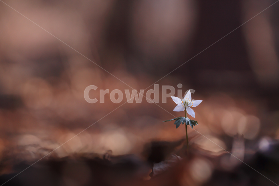 야생화,너도바람꽃,별꽃,봄꽃,봄,보케,wildflower,starflower,spring,식물,자연,plants,nature,꽃,flower