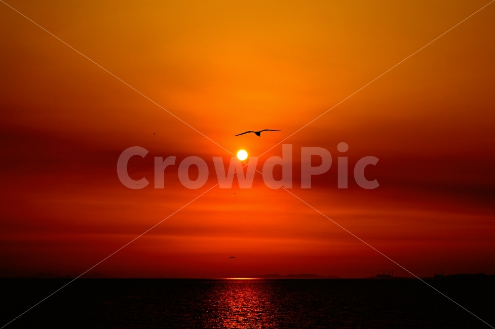 노을,낙조,갈매기,바다,전곡항,서해,일몰,황해,yellowsea,yellow,red,gull,commongull,sunset,twilight,sun,태양,sea,ocean,coast,beach,해변,port,자연,풍경,nature,landscape,outdoors,옥외,animal,동물,bird,새,sunlight,햇빛,dusk,황혼,dawn,새벽,red sky,붉은 하늘,sky,하늘