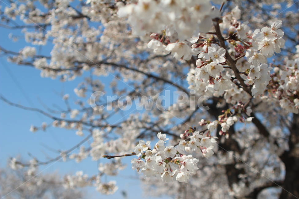 plant,식물,flower,blossom,꽃
