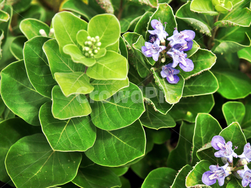 순비기나무,꽃,제주,대형자,육속환,풍나무,만형,관상용,약용,식물,자연,plants,nature,꽃,flower