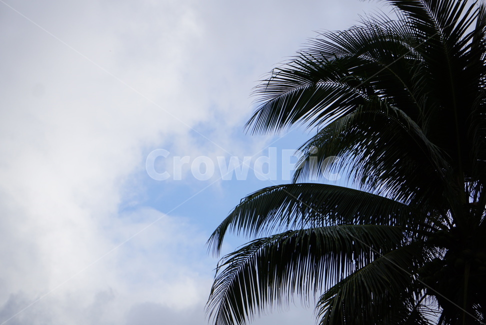 필리핀,자연,나무,야자수,하늘,배경,자연,풍경,nature,landscape,tree,palm tree,plant,식물