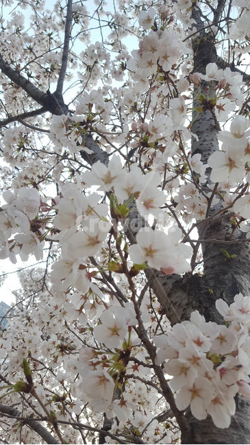 꽃,근접,flower,봄,식물