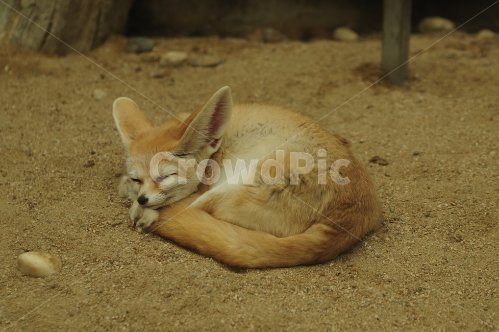 동물,사막여우,여우,fennecfox,페넥여우