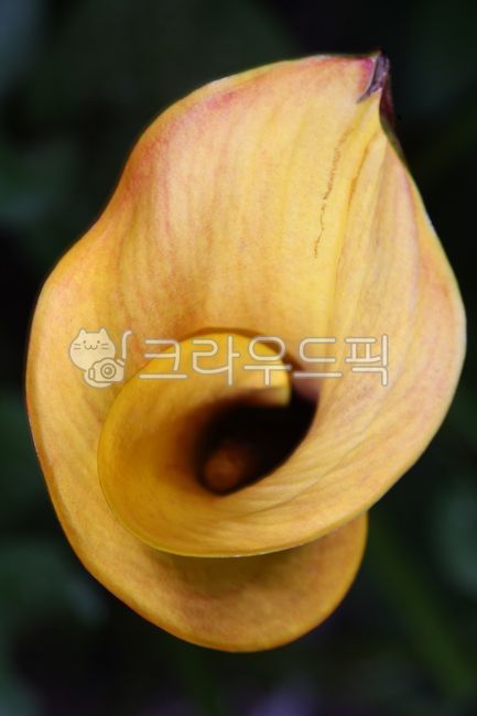 카라꽃,노란꽃,화초,yellow,구성,나선형,flower,꽃잎,petal