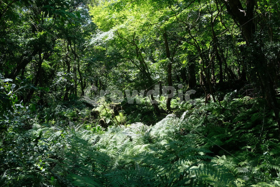 숲,자연,나무,초록,풀,분위기,어두움,green,forest,배경화면,풍경,자연,풍경,nature,landscape,vegetation,초목,plant,식물,rainforest,열대 우림,land,땅,outdoors,옥외,tree,woodland,삼림지,jungle,밀림,grove,작은 숲