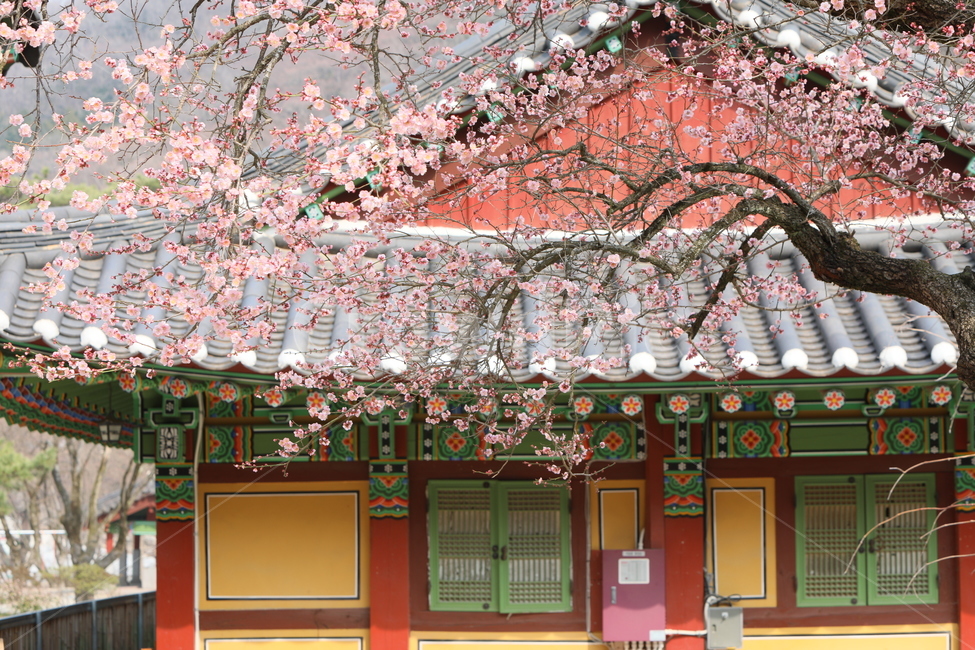 plant,식물,blossom,꽃,flower,매화,사찰