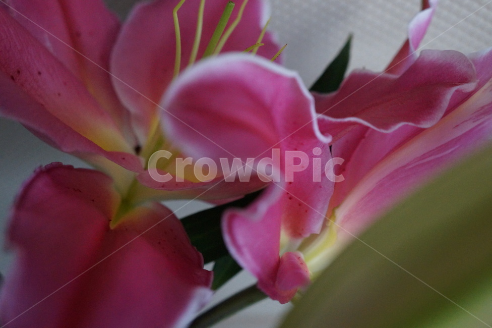 plant,식물,꽃,백합,lily,flower,blossom,식물,자연,plants,nature,꽃,flower