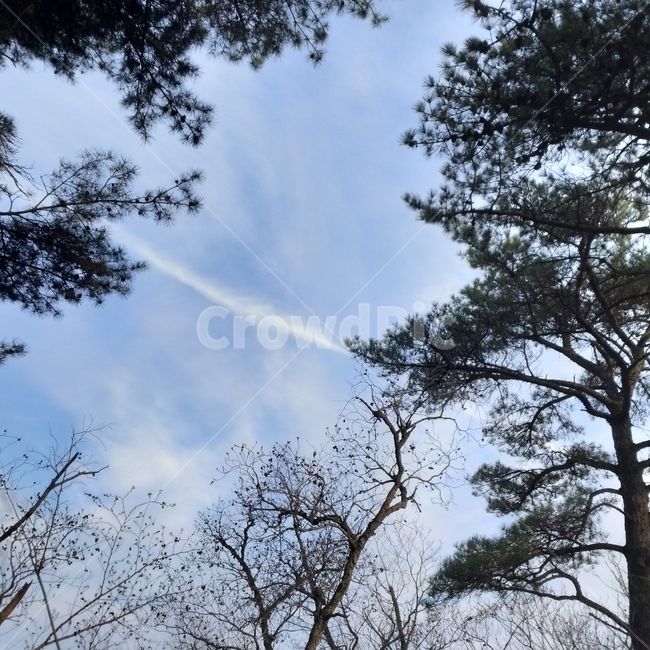 감성,감성사진,숲,나무,하늘,자연,풍경,nature,landscape,tree,plant,식물