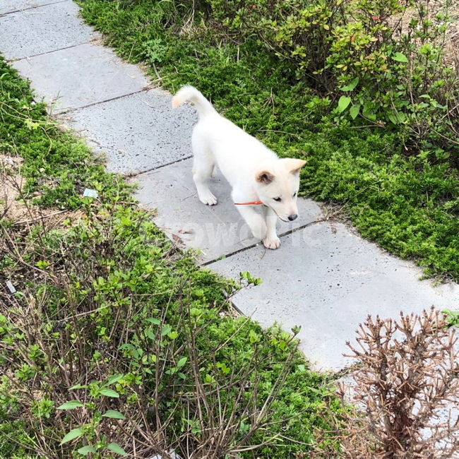 강아지,동물,개,아기,귀염,dog,baby,친구,행복,애기,진도,진돗개,백구