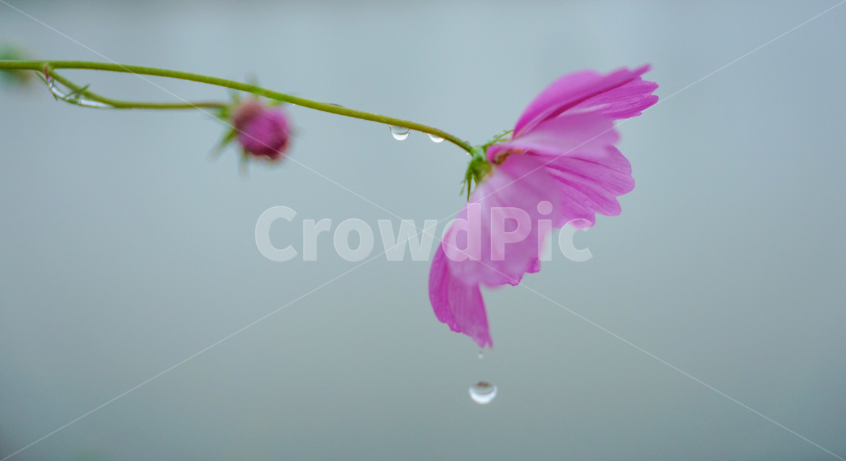 꽃,야생,식물,코스모스,가을,빗방울,물방울,식물,자연,plants,nature,꽃,flower,비,비오는날,rain,rainy