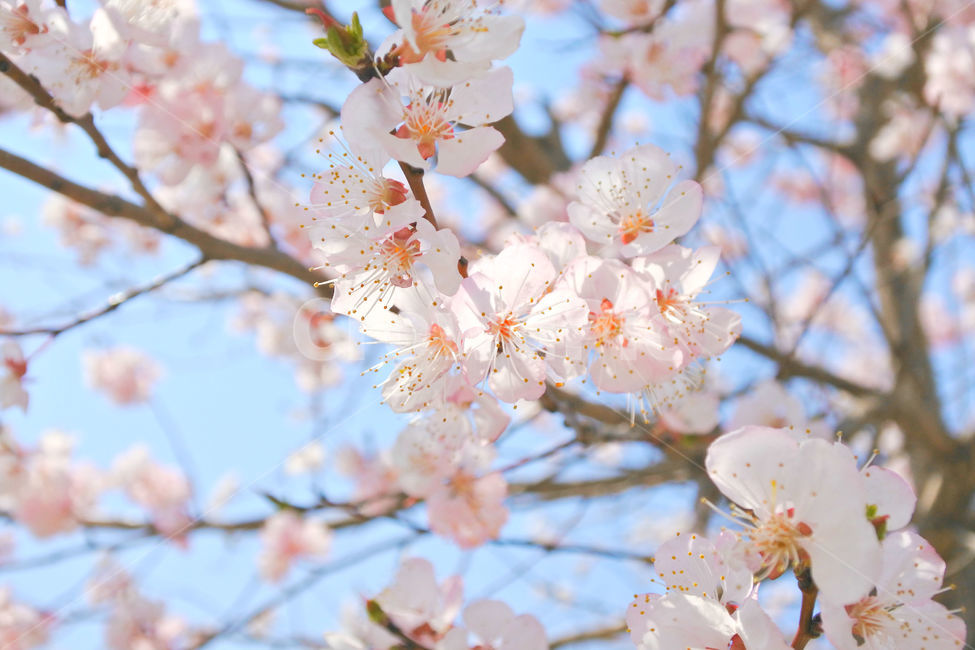 봄,꽃,감성사진,살구,살구꽃,연분홍,분홍,색감,자연,sky,pink,flower,봄,계절,spring,season,식물,자연,plants,nature,꽃,flower,plant,blossom