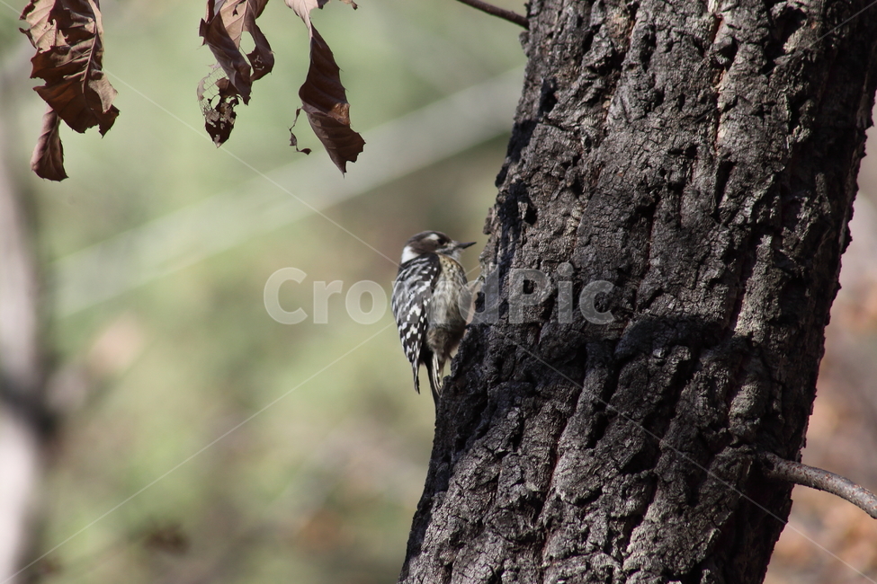 딱다구리,새,동물,picidae,piciformes,쇠딱다구리,woodpecker,딱따구리,동물,animal,조류,새,birds