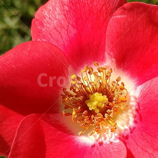 찔레꽃,진분홍,빨강,꽃수술,봄볕,장미과,식물,자연,plants,nature,꽃,flower