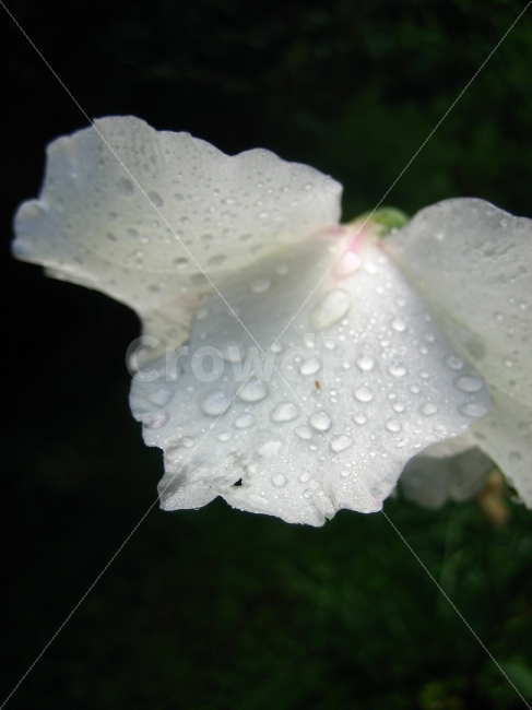 꽃,꽃잎,순수,화이트,이슬,애틀란타,식물,자연,plants,nature,꽃,flower