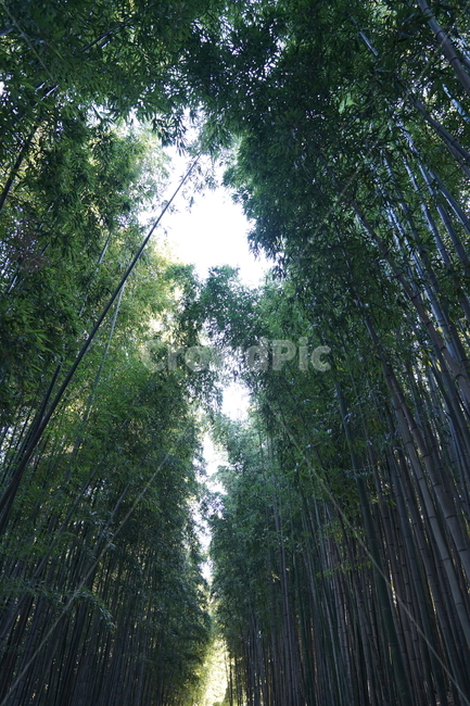죽녹원,대나무숲,산책길,화창한날씨,피톤치드,plant,식물,bamboo,대나무,나무,trees,wood