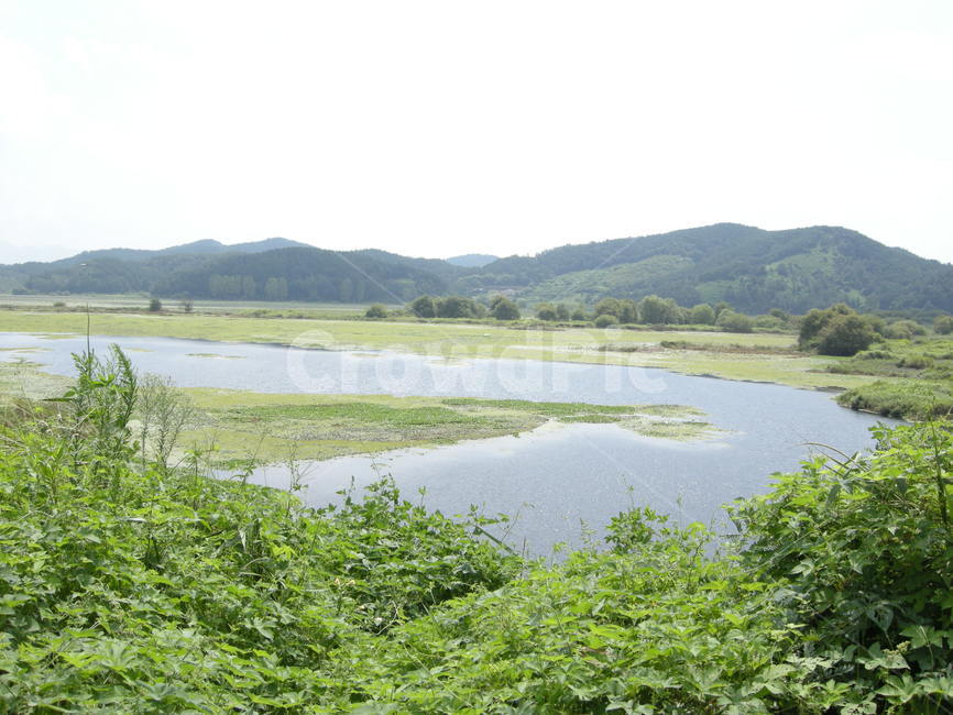 강,우포늪,자연,풍경,꽃,초록