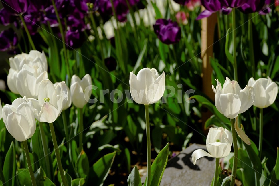 튤립,봄,bloom,꽃,식물,자연,화사함,꽃향기,tulip,colorful,floral,flower,gardenflowers,happymind,life,nature,plant,spring봄,spring,식물,자연,plants,nature,꽃,flower