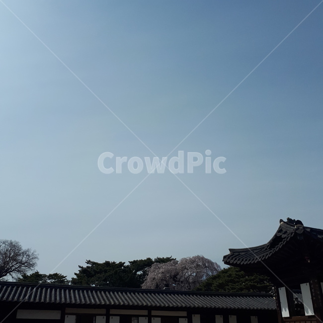 아침,낮,하늘,창덕궁,한옥,풍경,한국전통,한국문화,korean traditional,korean culture,건축물,건물외관,exterior,building,structure,architecture,construction