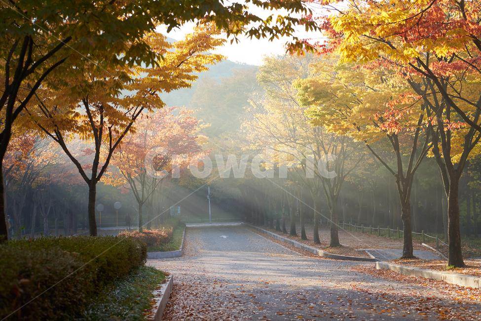 가을,인천대공원,낙엽,아침,빛내림,가을,계절,fall,autumn,season,tree,나무,plant,식물