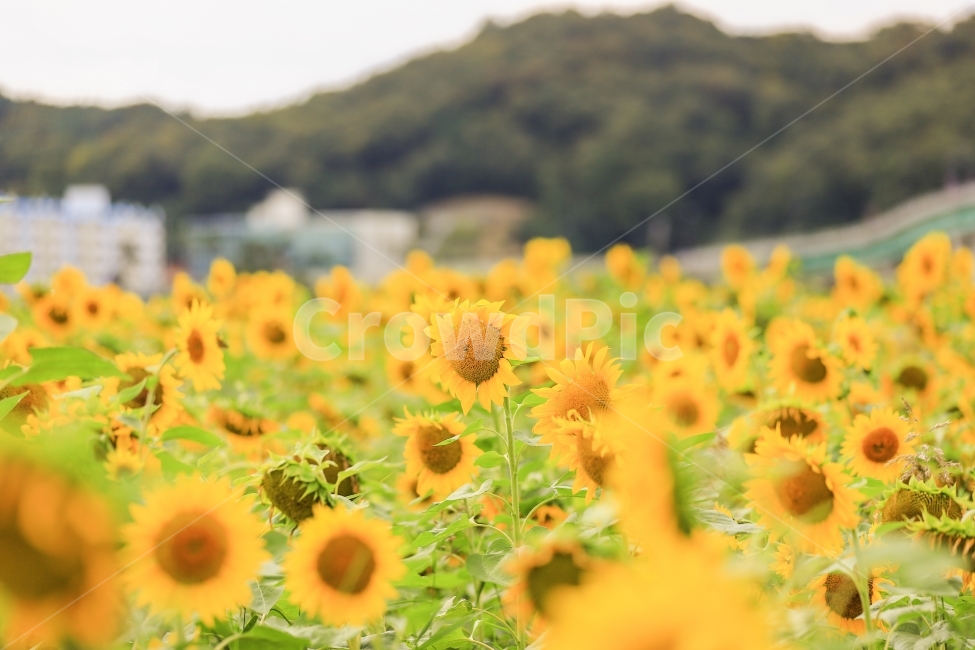 해바라기,충남,공주,미르섬,꽃,해바라기꽃,해바라기밭,너만바라기,사랑,데이트,여행,출사,식물,자연,plants,nature,꽃,flower,감성,sensible,feeling