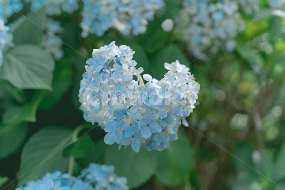 수국,꽃,꽃잎,여름,식물,자연,plants,nature,flower,감성