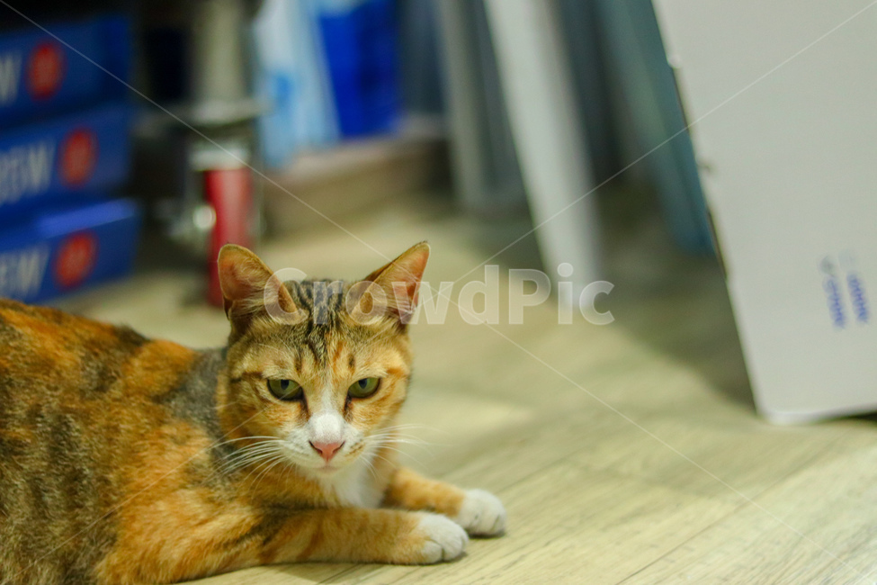 고양이,냐옹이,야옹이,길고양이,cat,동물,animal,straycat