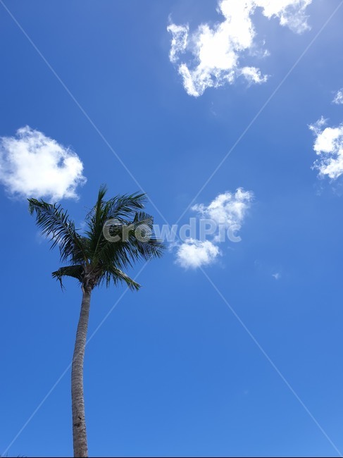 하늘,자연,나무,sky,야자수