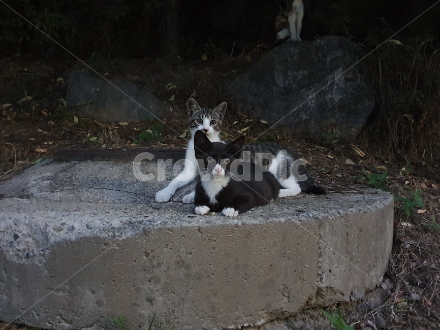 고양이,cat,길고양이,pet,animal,cute,귀여움,검정고양이,동물,animal,포유류,mammal,고양이,cat,kitten,kitty