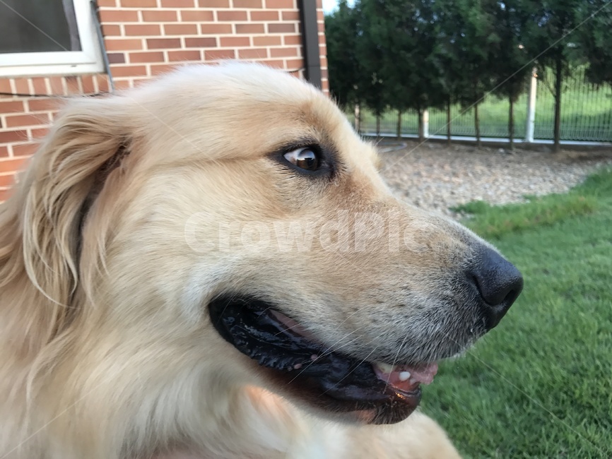 pet,애완동물,animal,동물,dog,개,goldenretriever,골든리트리버,포유류
