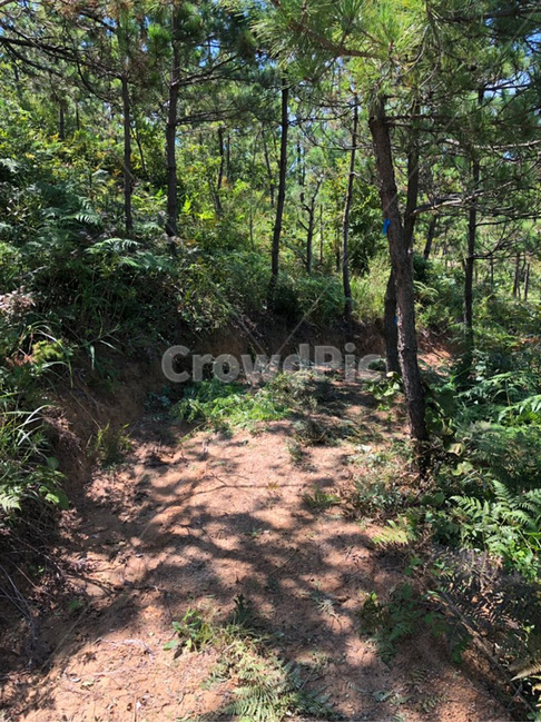 ground,vegetation,바닥,초목,옥외,outdoors,식물,plant,forest,숲,tree,나무,nature,자연,land,땅,woodland,삼림지,자연,풍경,nature,landscape