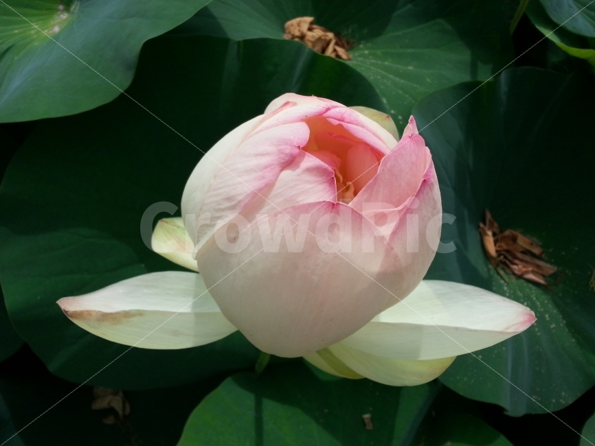 세미원,연꽃,연이,봉우리,수줍음,식물,자연,plants,nature,꽃,flower
