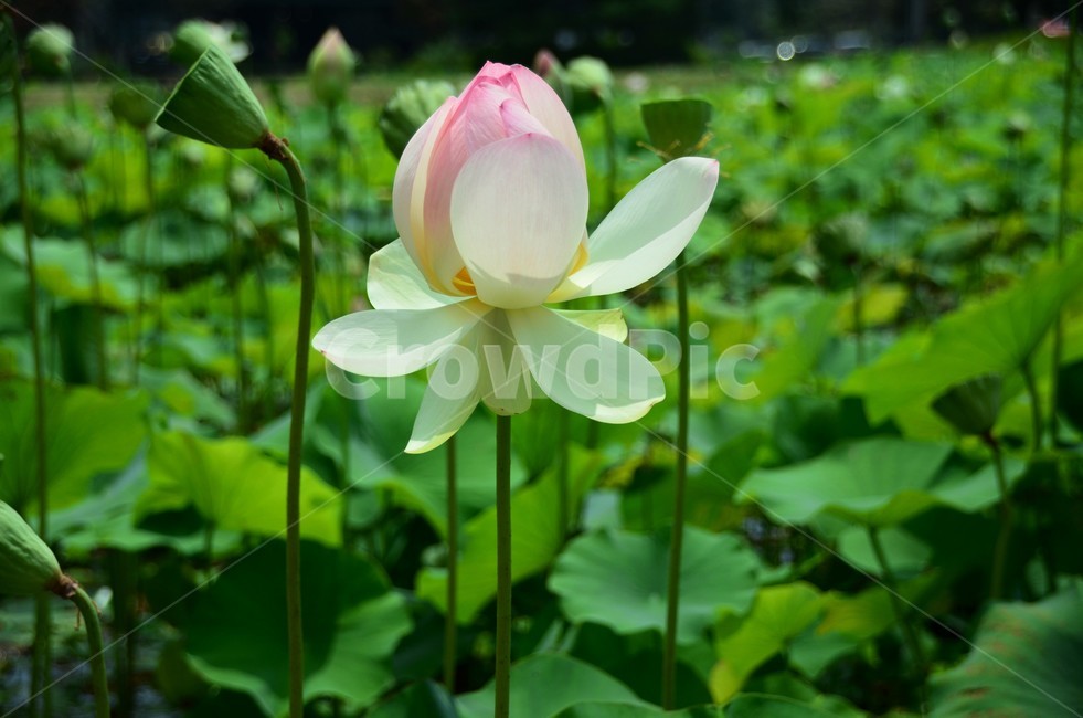 연꽃,연자방,수생식물,수련과,청결,신성,여러해살이풀,식물,자연,plants,nature,꽃,flower