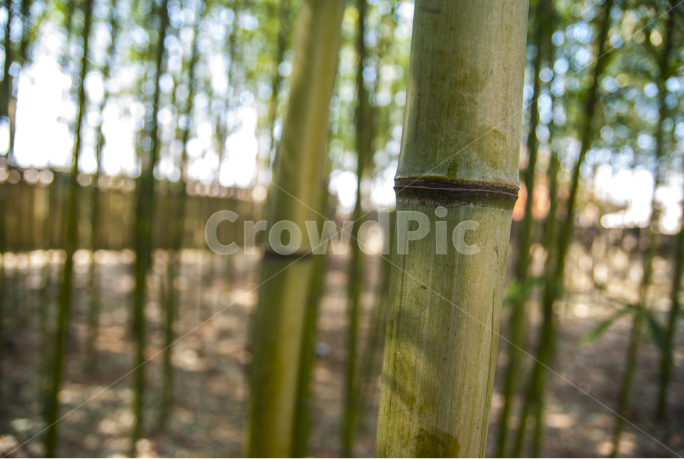 대나무,대나무숲,피톤치드,자라다,bamboo,식물,자연,plants,nature,나무,trees,wood
