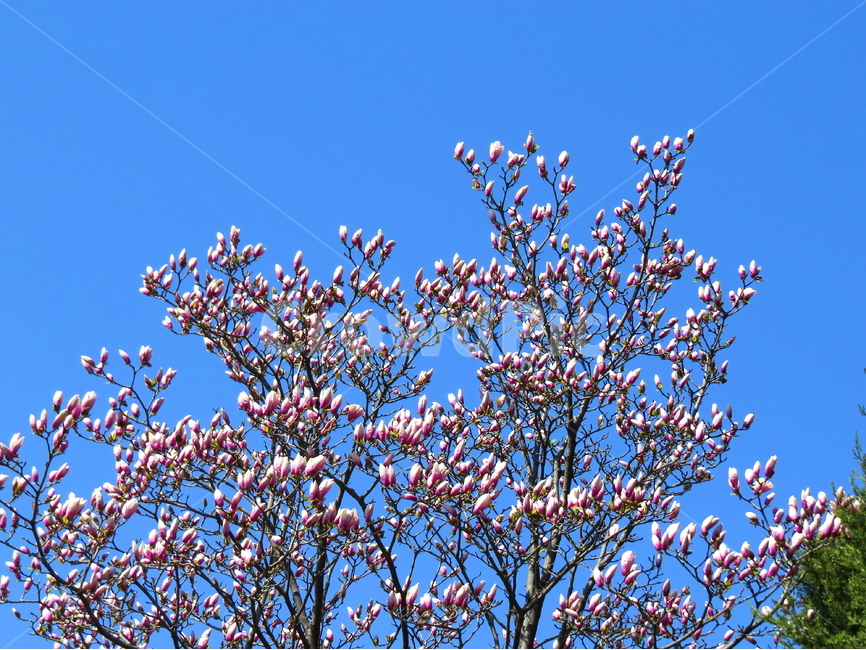 나무,꽃,하늘,풍경,자연,봄,계절,spring,season,식물,자연,plants,nature,나무,trees,wood,plant,flower,blossom