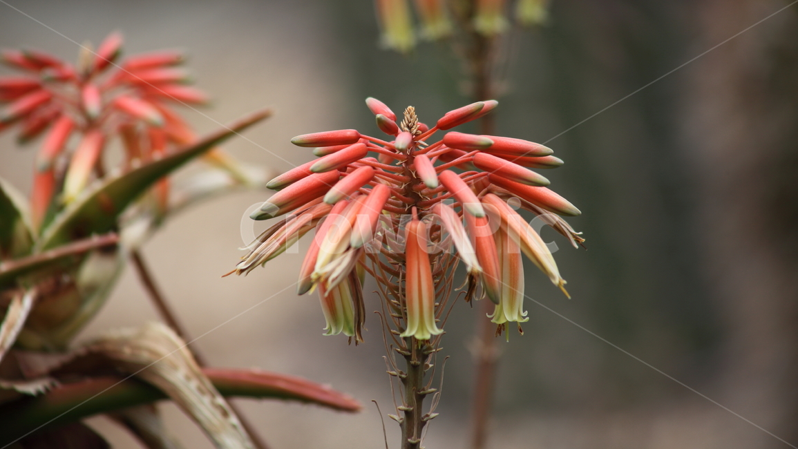 꽃,알로에,온실,식물,aloe,식물,자연,plants,nature,꽃,flower
