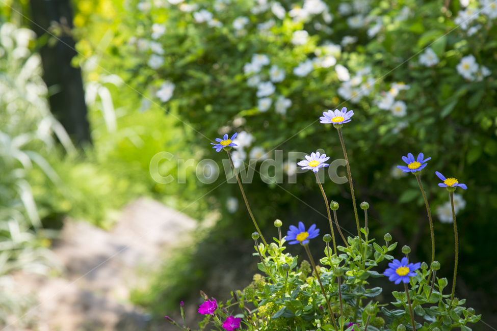 꽃,정원,자연,flower,감성,식물,자연,plants,nature,꽃,flower