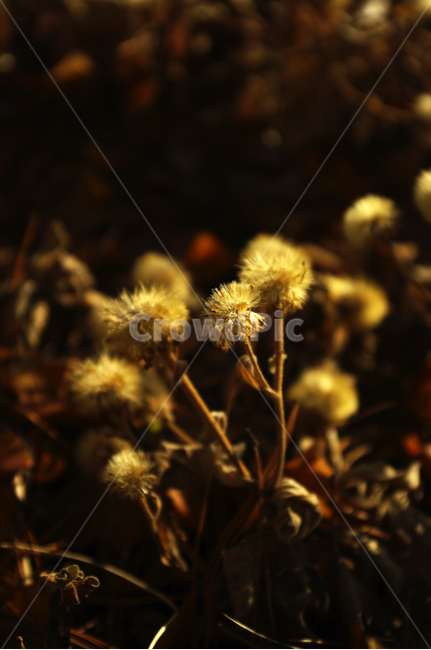 겨울,winnter,식물,plant,자연,nature,식물,자연,plants,nature