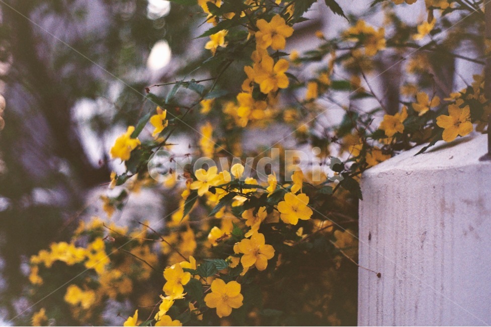 꽃,노란꽃,자연,봄,개화,flower,spring,고즈넉,단아함,yellowflower,담벼락,번짐,아날로그,감성사진,한국자연풍경,필름사진