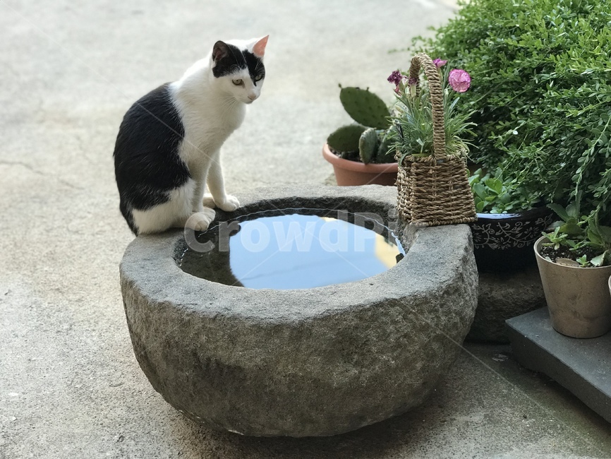 고양이,길냥이,야옹이,절구,캣,동물,짐승,야생동물