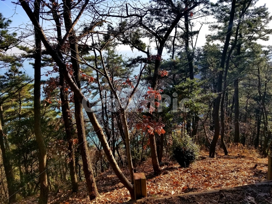나무,경치,tree,평화,풍경,자연,nature,식물,plant,식물,자연,plants,nature,나무,trees,wood