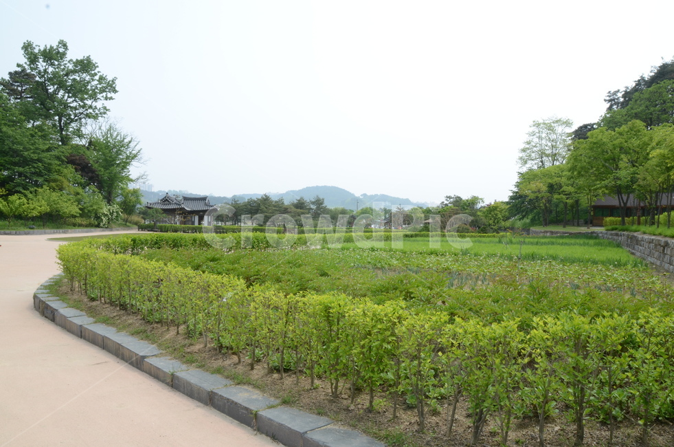 선교장,강릉,정원,식물,plant,자연,nature,옥외,outdoors,풍경,문화재