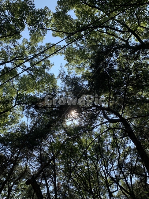 plant,식물,tree,나무,빛,sunlight,플레어,햇빛